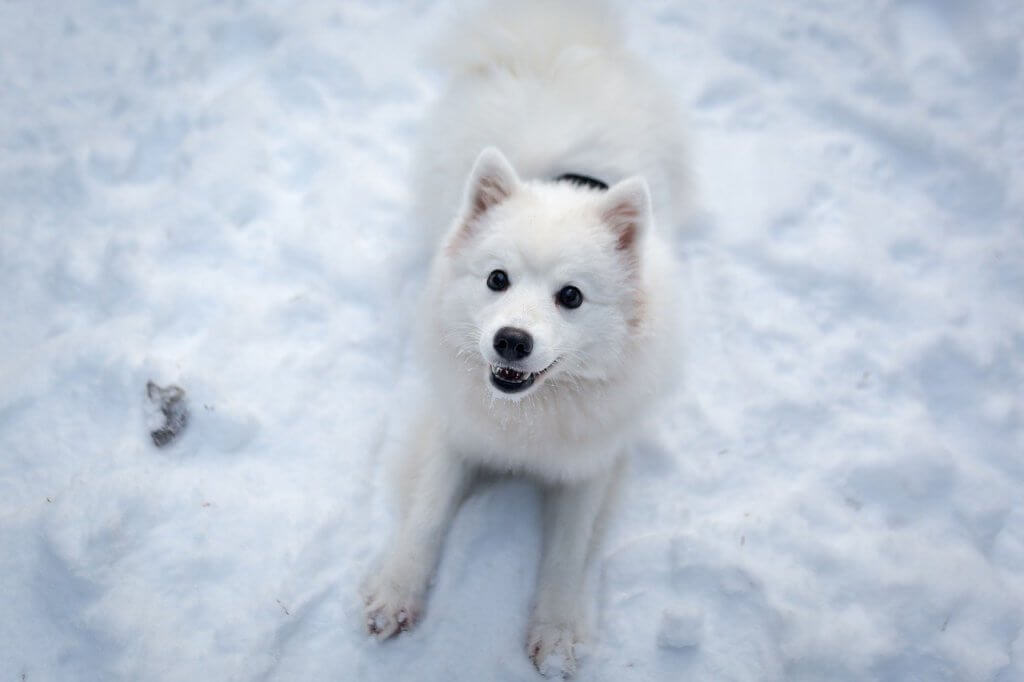 A white dog laying on snow